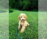 Small Photo #2 Golden Retriever-Goldendoodle Mix Puppy For Sale in DUNDEE, OH, USA