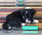 Small Photo #15 Cowboy Corgi Puppy For Sale in SUMMERVILLE, GA, USA