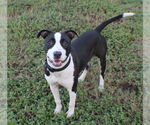 Small #2 Boston Terrier Mix