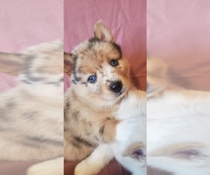 Pomsky Puppy for sale in GLOUCESTER, VA, USA