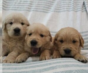 English Cream Golden Retriever Puppy for sale in SACRAMENTO, CA, USA