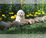 Puppy Woofy Bichon Frise