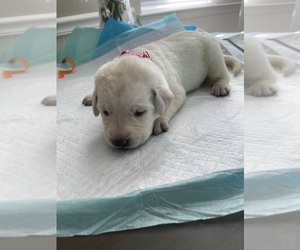 Labrador Retriever Puppy for sale in CITRUS HEIGHTS, CA, USA