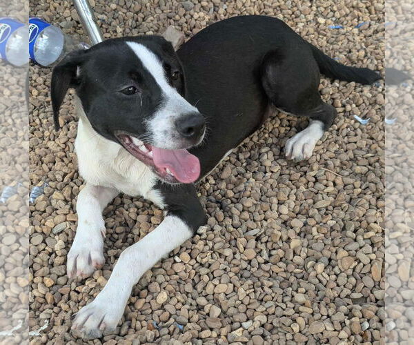 Medium Photo #2 Mutt Puppy For Sale in Anniston, AL, USA