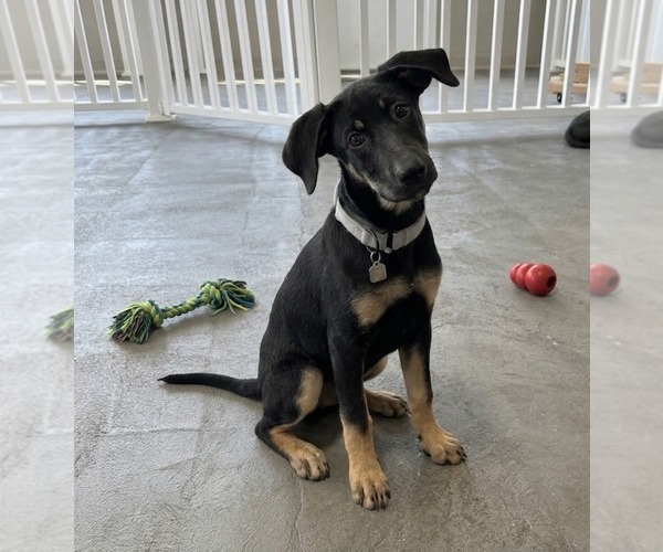 Medium Photo #1 Mutt Puppy For Sale in Genesee, WI, USA