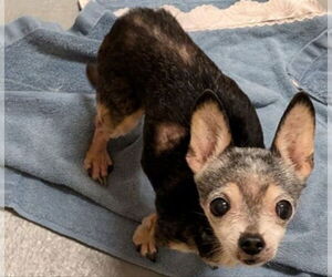 Chihuahua Dogs for adoption in Olalla, WA, USA