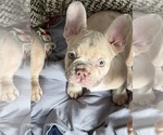 Small #14 French Bulldog