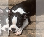 Small #2 Boston Terrier