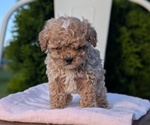 Small #10 Cavapoo (Miniature)