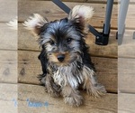 Small #8 Yorkshire Terrier