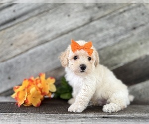 Bichpoo Puppy for sale in ELKTON, KY, USA