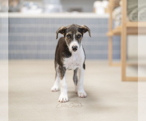Medium Photo #8 Mutt Puppy For Sale in Marina Del Rey, CA, USA