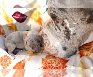 Great Dane Puppy for sale in ALVARADO, TX, USA