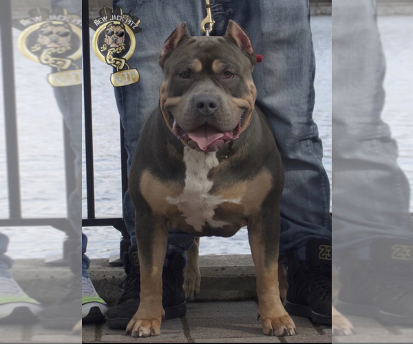 Medium Photo #1 American Bully Puppy For Sale in EGG HARBOR CITY, NJ, USA