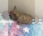 Puppy 2 French Bulldog