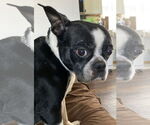 Small #5 Boston Terrier