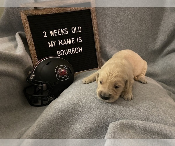 Medium Photo #1 Golden Retriever Puppy For Sale in WINTER PARK, FL, USA