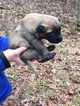 Small Photo #14 Belgian Malinois Puppy For Sale in BLACK ROCK, AR, USA
