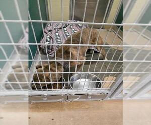 Mutt Dogs for adoption in Texas City, TX, USA