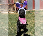 Small #6 Labrador Retriever Mix