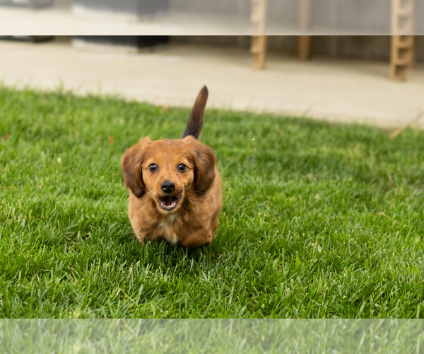 Medium Photo #5 Dachshund Puppy For Sale in BREMEN, IN, USA