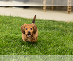 Small #4 Dachshund