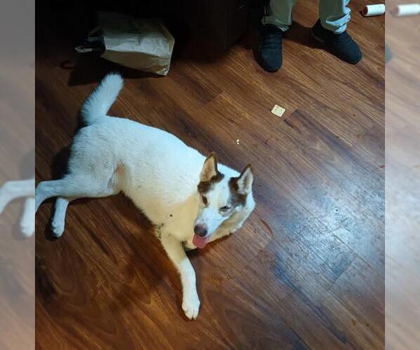 Medium Photo #1 Siberian Husky-Unknown Mix Puppy For Sale in San Antonio, TX, USA