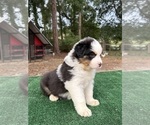 Puppy Addie Australian Shepherd