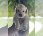 Small #4 English Cream Golden Retriever