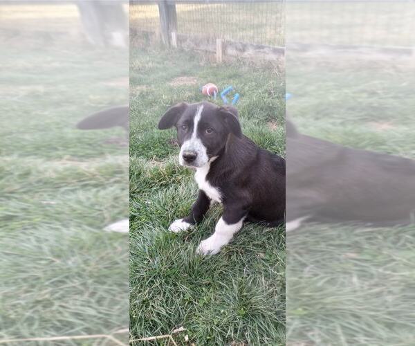 Medium Photo #1 Great Pyrenees-Unknown Mix Puppy For Sale in Aurora, IN, USA