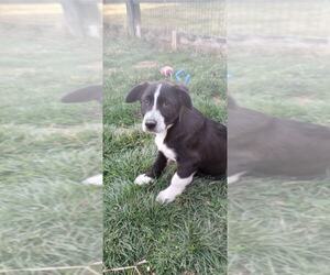 Great Pyrenees-Unknown Mix Dogs for adoption in Aurora, IN, USA
