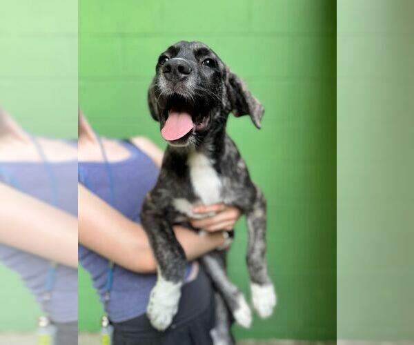 Medium Photo #2 Great Pyrenees-Unknown Mix Puppy For Sale in Elmsford, NY, USA