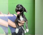 Small #1 Great Pyrenees Mix