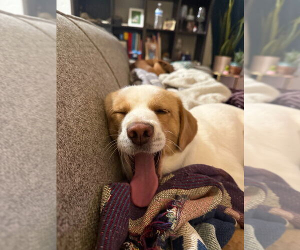 Medium Photo #6 Beagle-Unknown Mix Puppy For Sale in Salt Lake City, UT, USA