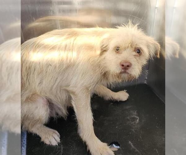 Medium Photo #1 Mutt Puppy For Sale in San Antonio, TX, USA