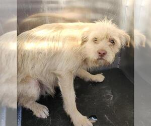 Mutt Dogs for adoption in San Antonio, TX, USA