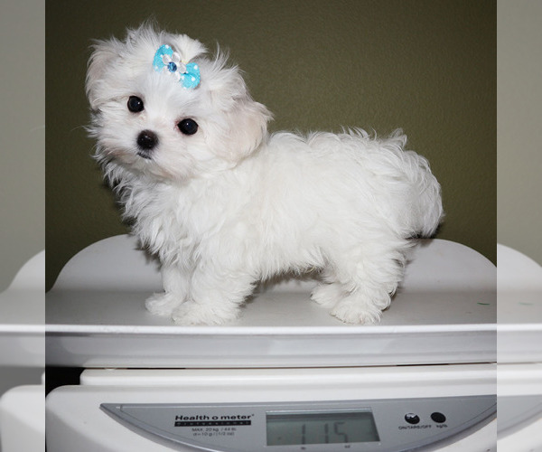 Medium Photo #5 Maltese Puppy For Sale in LOS ANGELES, CA, USA