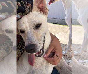 Feist Terrier-Unknown Mix Dogs for adoption in Virginia Beach, VA, USA