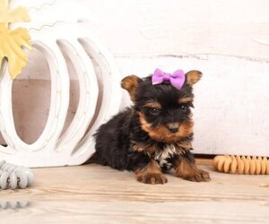 Yorkshire Terrier Puppy for sale in ORLANDO, FL, USA
