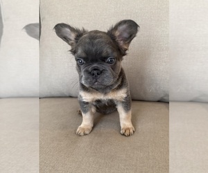 Medium French Bulldog