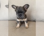 Puppy Tiana French Bulldog