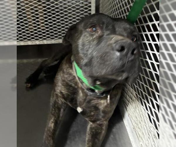 Medium Photo #1 Mutt Puppy For Sale in Bakersfield, CA, USA