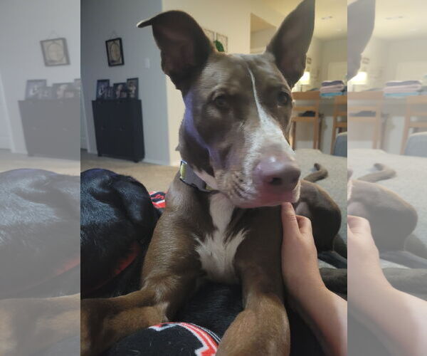 Medium Photo #11 American Pit Bull Terrier-Huskies  Mix Puppy For Sale in The Woodlands, TX, USA