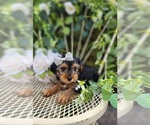Small #2 Yorkshire Terrier