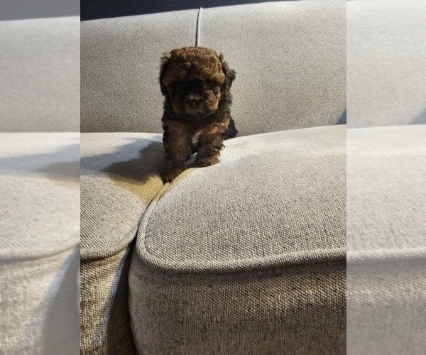 Medium Photo #1 ShihPoo Puppy For Sale in VIRGINIA BEACH, VA, USA