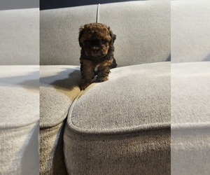 ShihPoo Puppy for sale in VIRGINIA BEACH, VA, USA