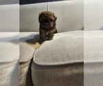 Small ShihPoo