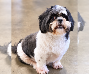 Shih Tzu Dogs for adoption in Social Circle, GA, USA