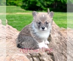 Puppy Coral Pembroke Welsh Corgi