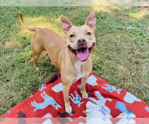 American Staffordshire Terrier-Unknown Mix Dogs for adoption in Tallahassee, FL, USA